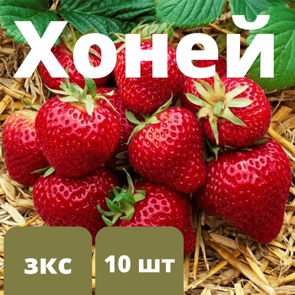 Клубника "Хоней" 10 штук саженцев