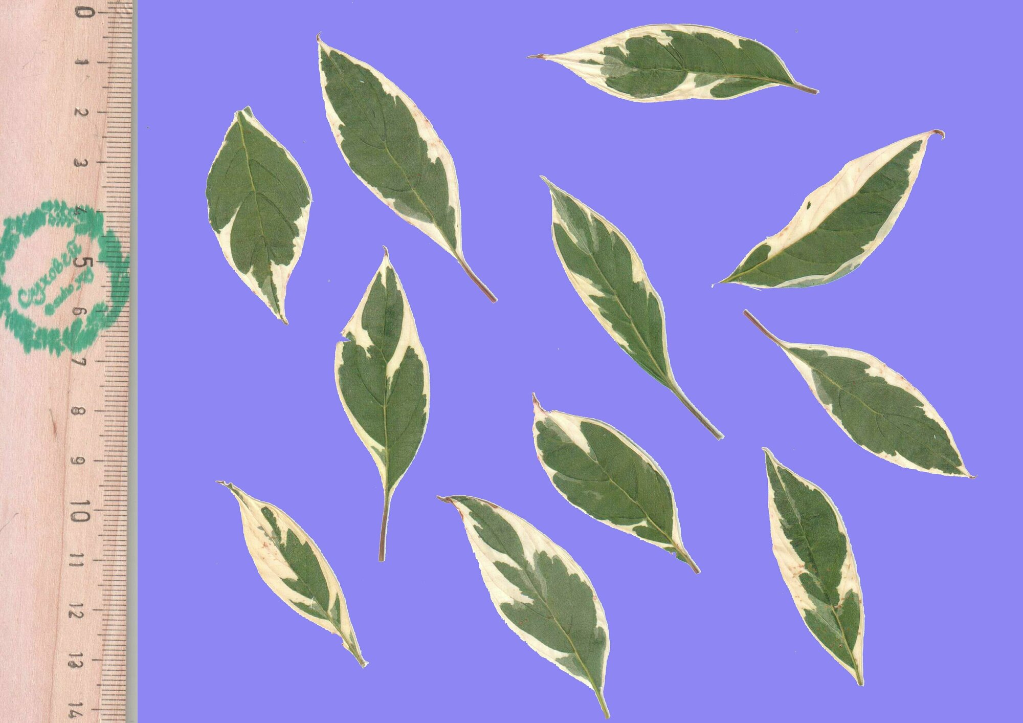 Плоские сухоцветы - Дерен (свидина) пестролистный для заливки смолой и рукоделия 10 шт