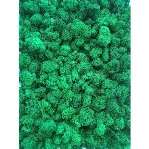 Стабилизированный мох ягель 50 гр голубая ель/ мох для поделок, хобби и творчества/ растение для декора стен картин панно фитопанелей