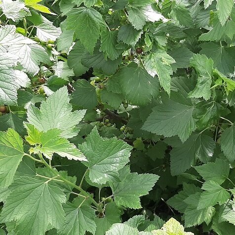 Смородина черная листья — фото 1