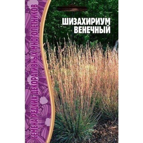 Шизахириум Венечный, 20 шт.