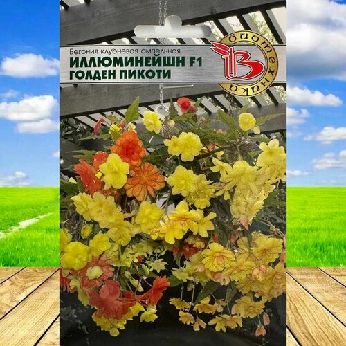 Семена цветов Бегония клубневая ампельная F1 Голден Пикоти 1 уп.