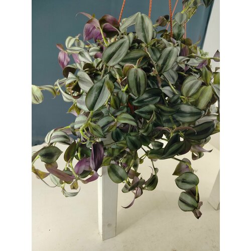 Традесканция Зебрина в кашпо на подвесе диаметр 15 см