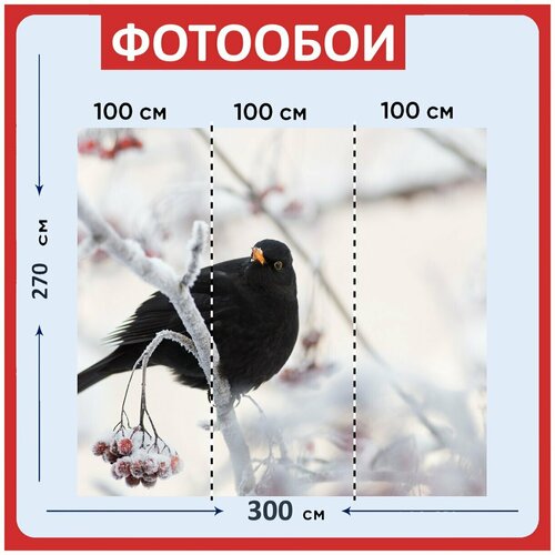 Фотообои Черный дрозд птица сидя 300x270 см флизелиновыена стену 3950₽