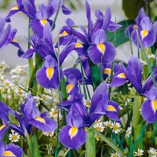 Луковицы Ириса Блю Мэджик 10 шт 370₽