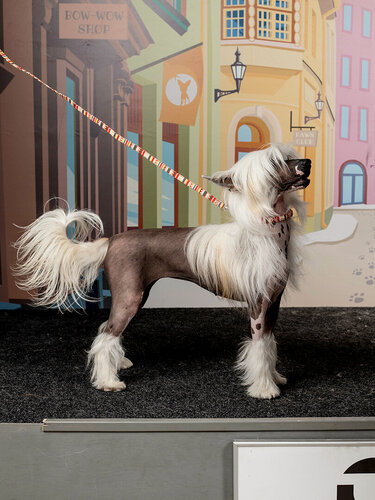 Изображение товара Поводок для собак Japan Premium Pet в стиле мексика, цвет красный, размер SS