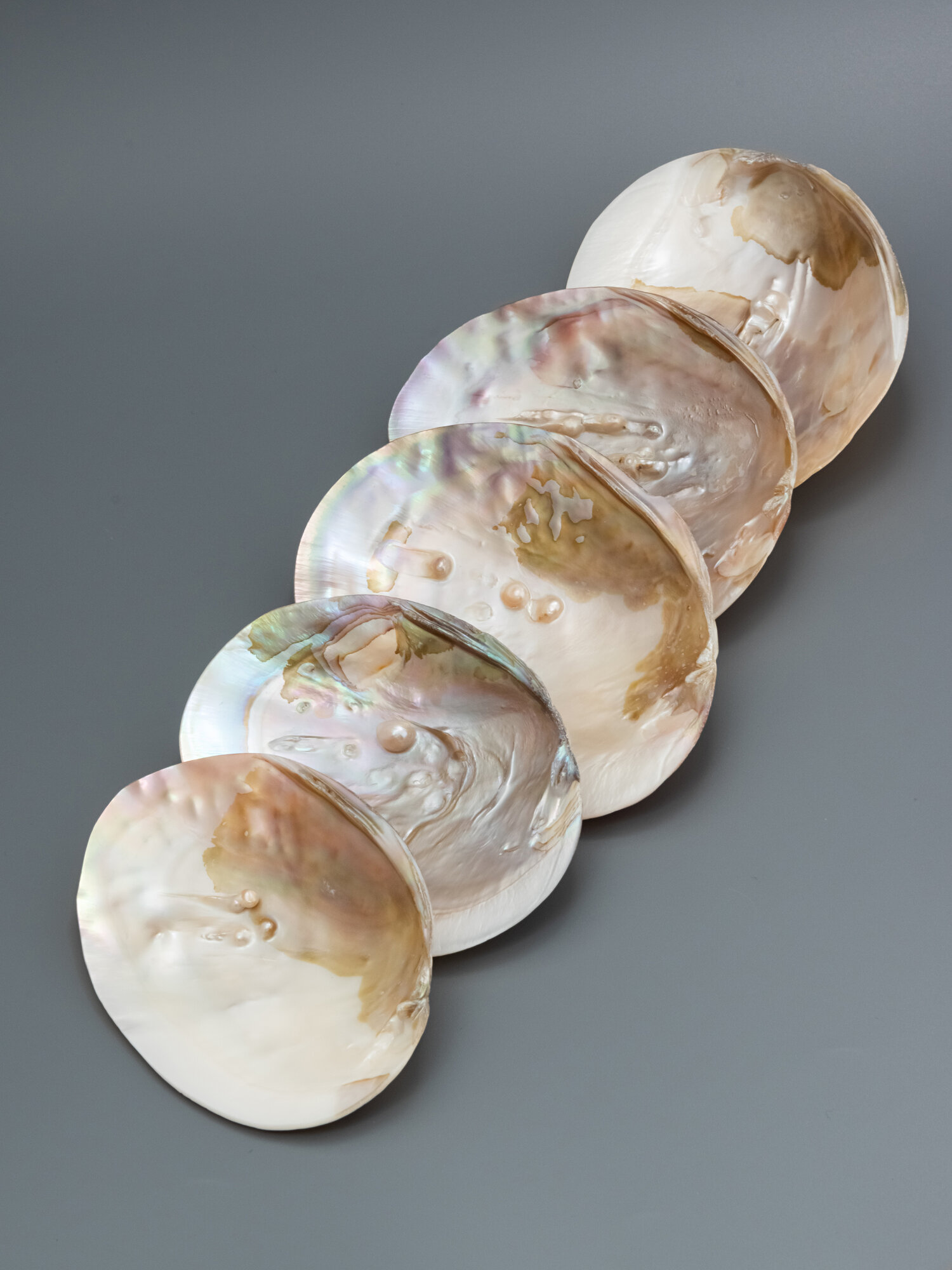 Ракушка — фото 1