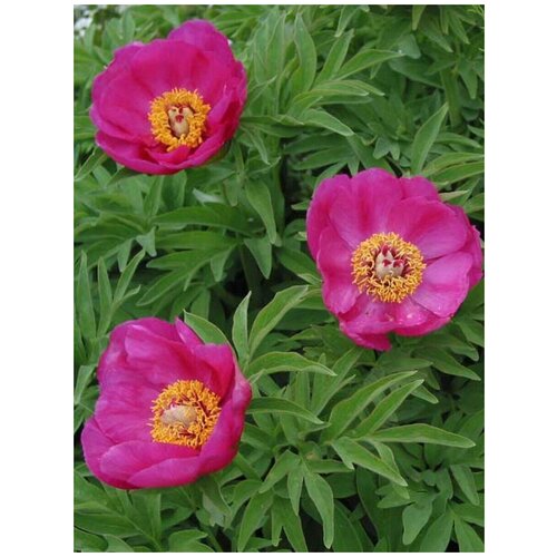 Семена Пион уклоняющийся (Paeonia anomala), 5 штук