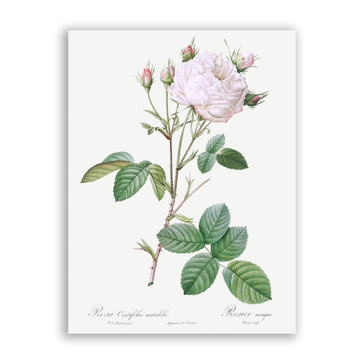 Картина на холсте, репродукция / Пьер-Жозеф Редуте - Cabbage Rose White Provence / Размер 30 x 40 см