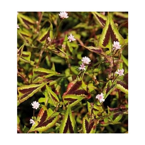 Горец мелкоголовый Purple Fantasy бело-розовый 580₽