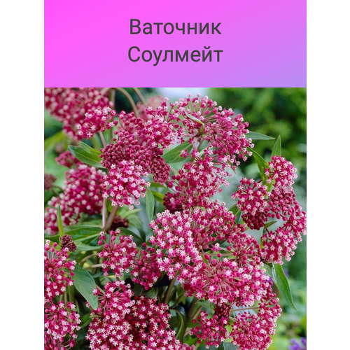 Ваточник Соулмейт