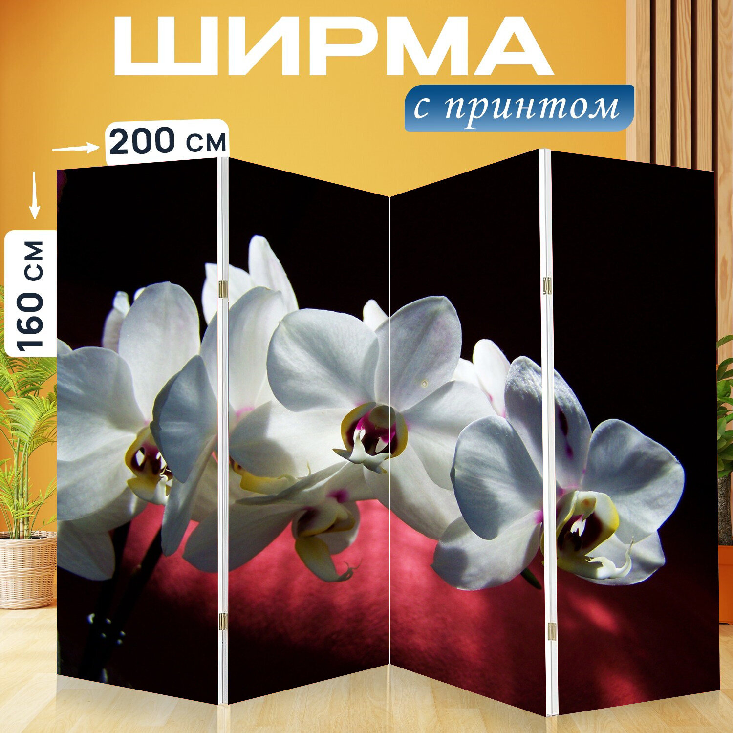 Ширма перегородка с принтом "Белая орхидея, белый цветок, комнатное растение" на холсте - 200x160 см. для зонирования, раскладная