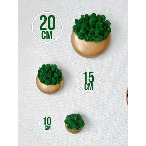 Настенное кашпо и стабилизированный мох 3000₽