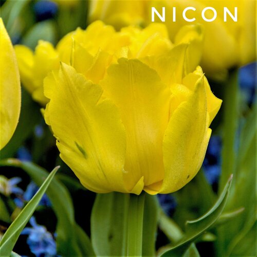 Тюльпаны пионовидные , луковицы сорт Nicon желтые (4штуки) тюльпан сандаунер махровый 5шт