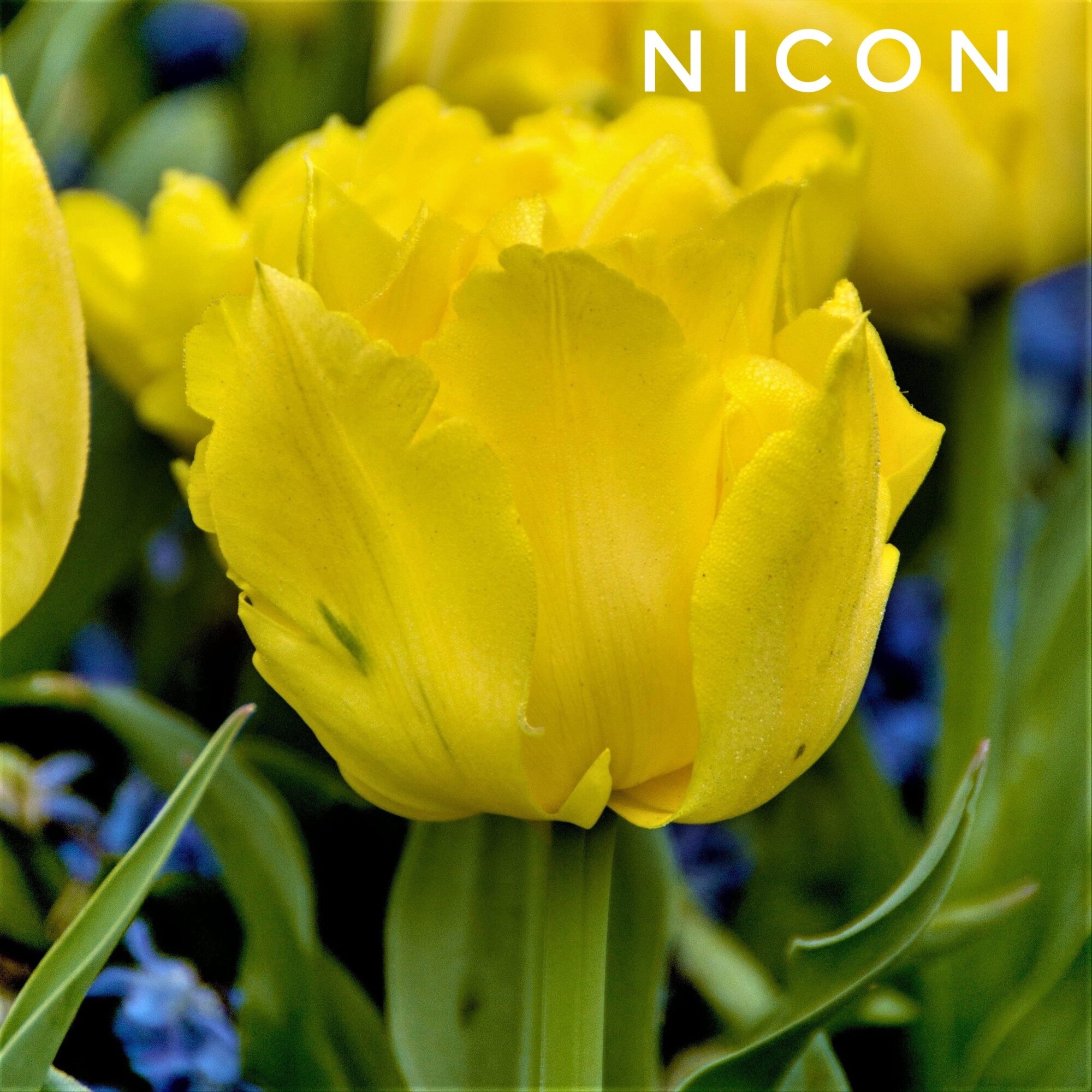 Тюльпаны пионовидные , луковицы сорт Nicon желтые (4штуки)