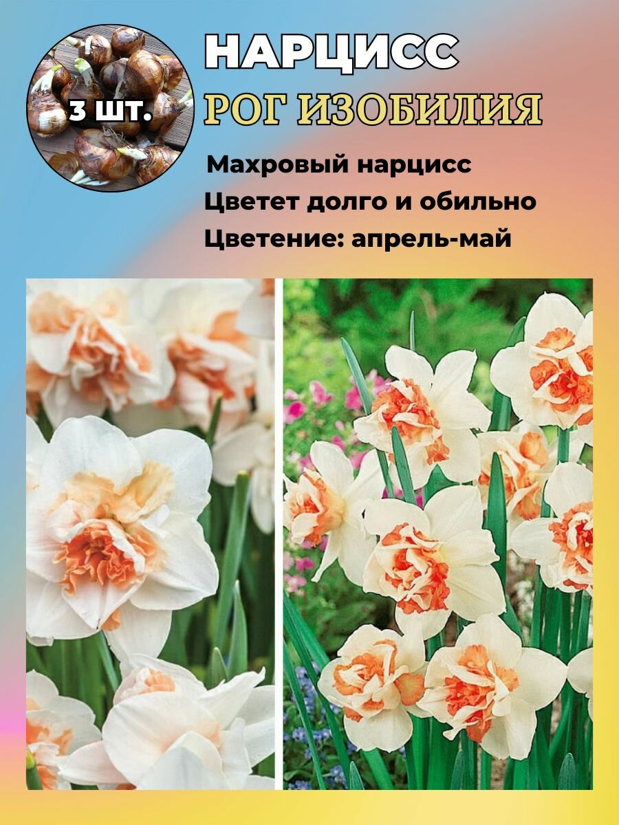 Нарцисс махровый луковицы 3 штуки