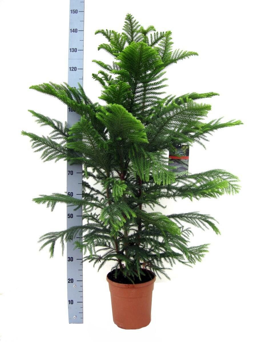 Араукария Хетерофилла - Araucaria D32 H150