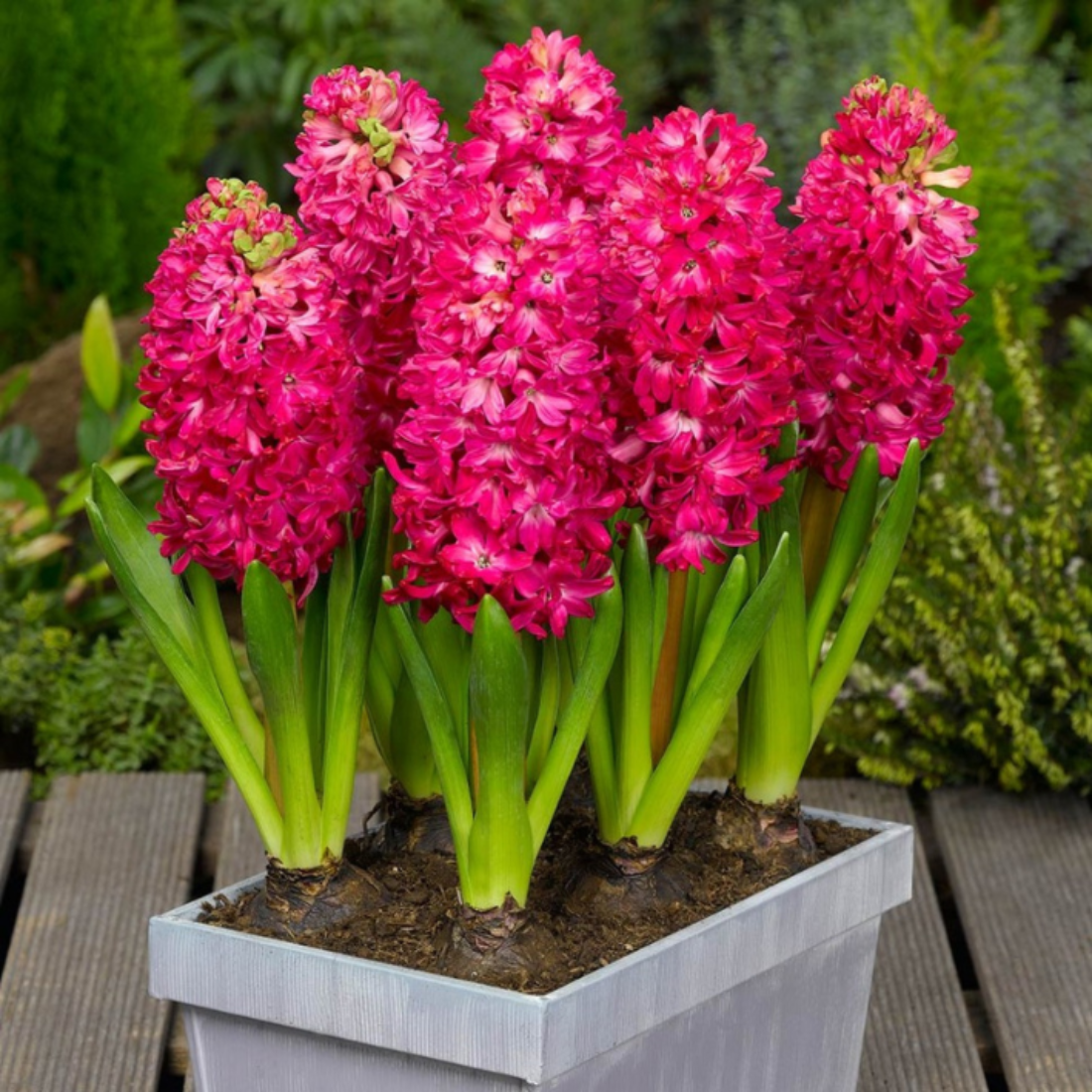 Луковицы цветов, bulbs servise, Гиацинт Жан Бос ( 2 штуки )