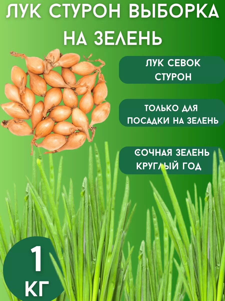 Лук севок Стурон на зелень 1кг