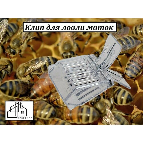 Клип для ловли маток пластиковый прозрачный 1 шт