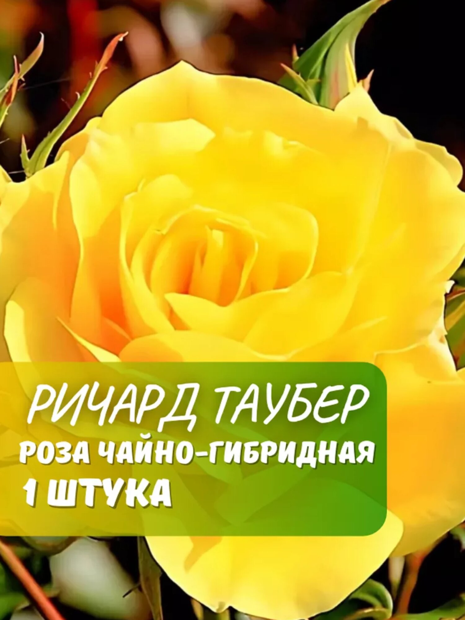Роза чайно-гибридная Ричард Таубер (Richard Tauber) / 1 шт роза