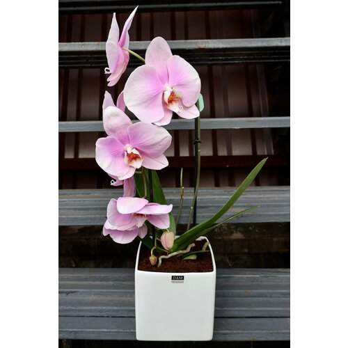 Орхидея Фаленопсис Каскад Леди Пинк в Керамике (D-14 H-60)