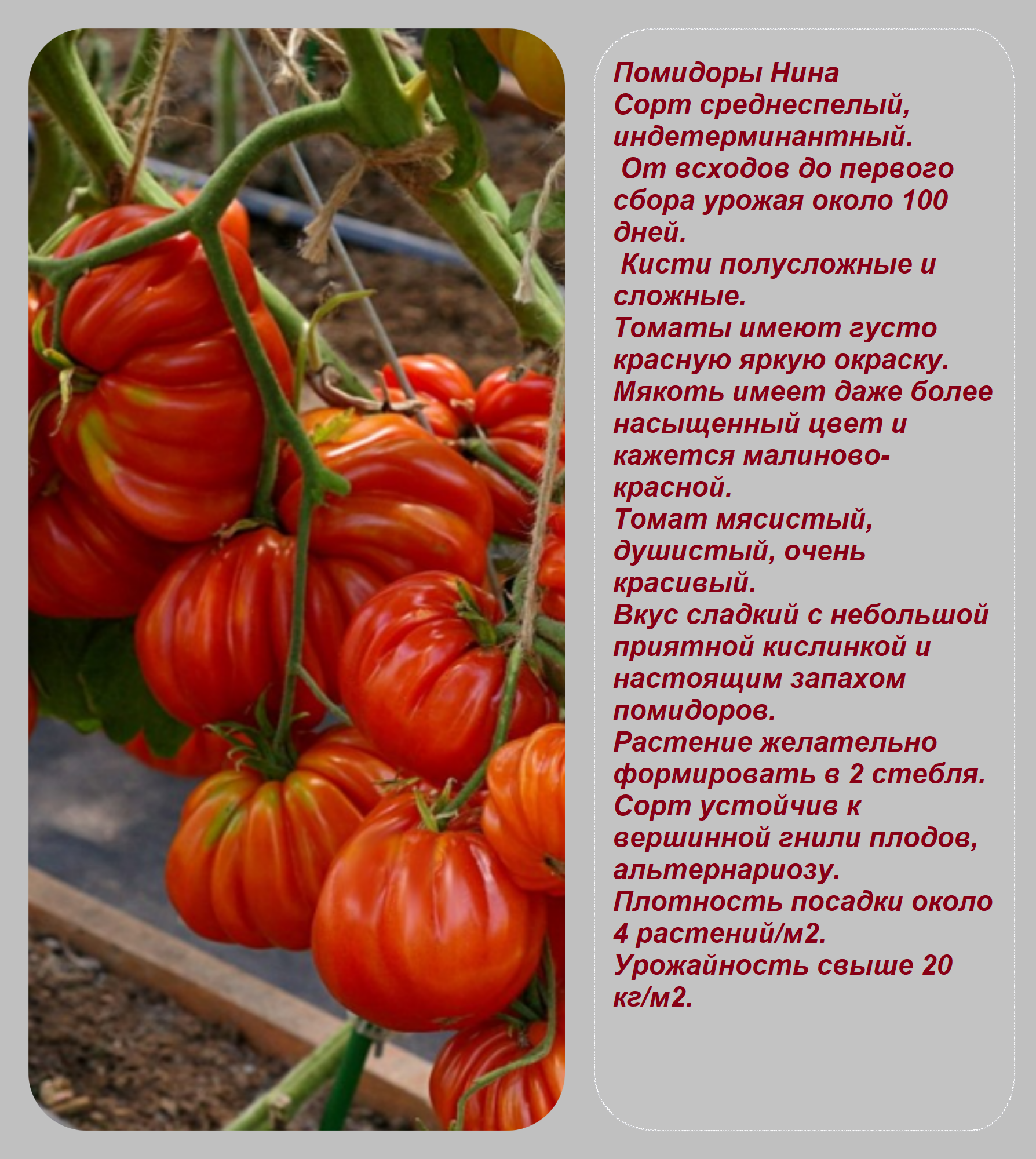 Семена томата Нина, среднеспелые, индетерминант, желтый бутон, 10 шт — фото 1