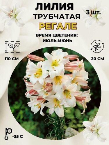 Изображение товара Лилия трубчатая, луковицы 3 штуки