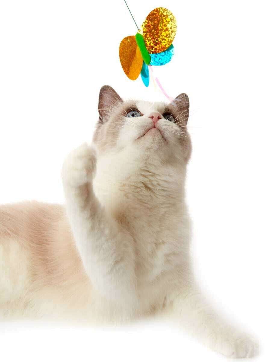 Игрушка для кошек Japan Premium Pet Длинная дразнилка с непредсказуемой траекторией движения в форме бабочки. — фото 1