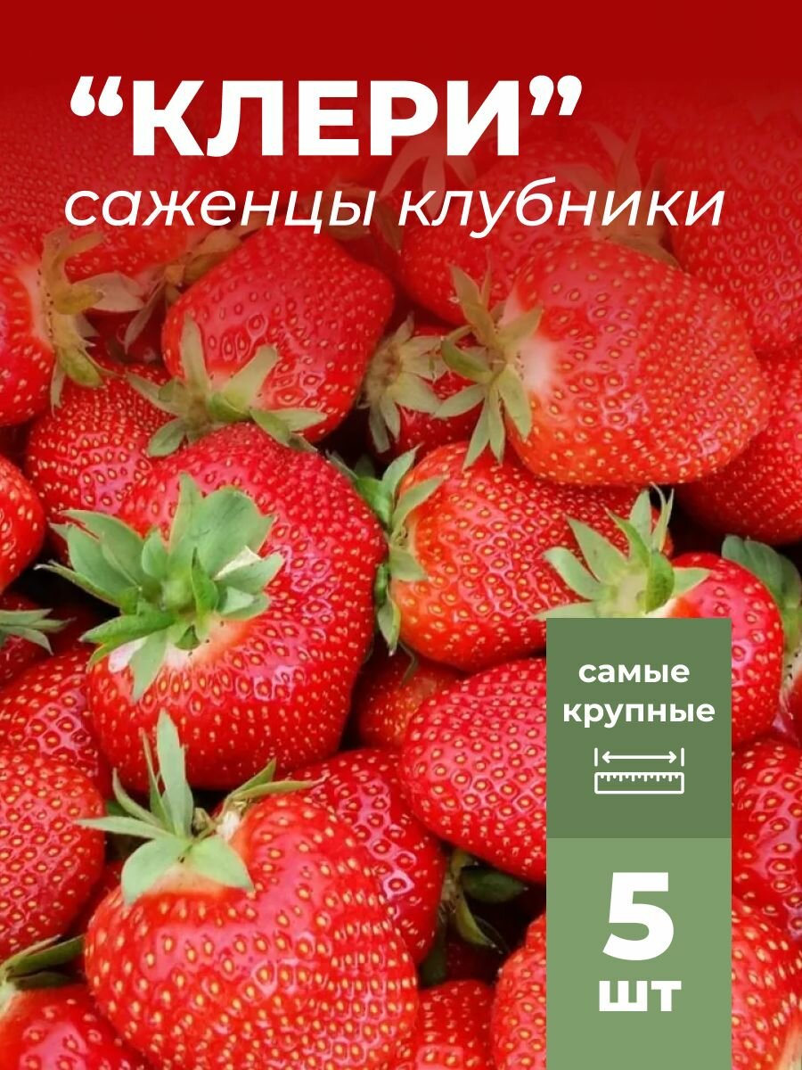 Клубника фриго крупноплодная Теа саженцы/корневище клубники 5 шт