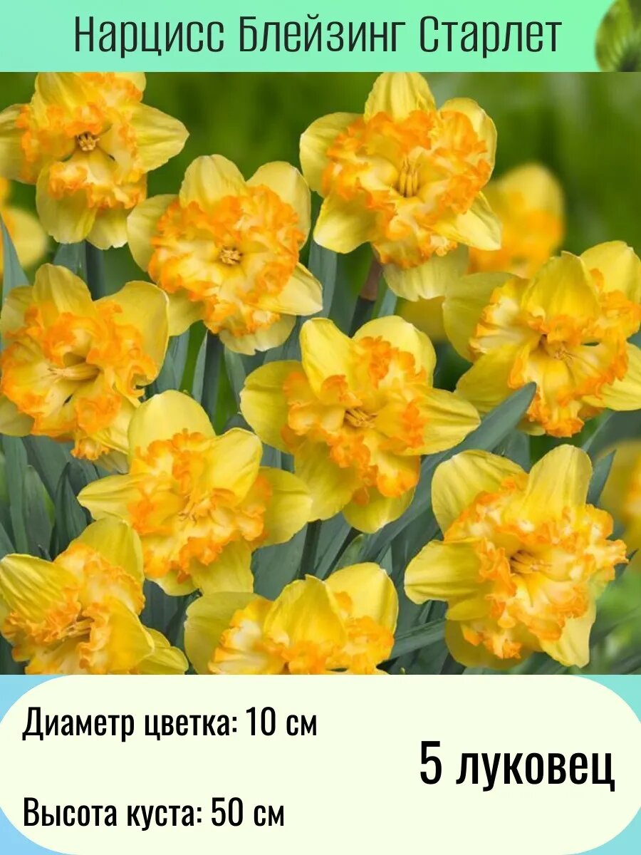 Нарцисс многолетние цветы луковицы 5 шт