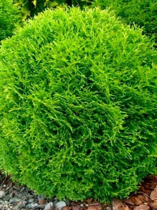 Туя западная Даника  2 штуки