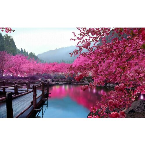 Моющиеся виниловые фотообои Цветущая сакура у воды. Япония, 420х260 см