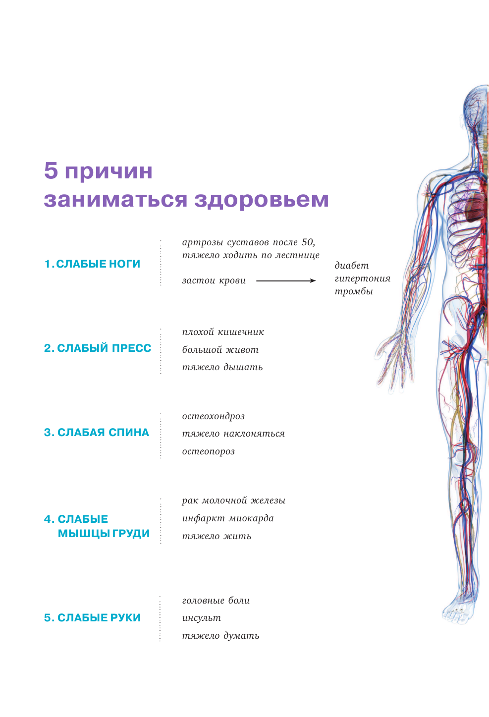 Функциональная анатомия здоровья - фото №4