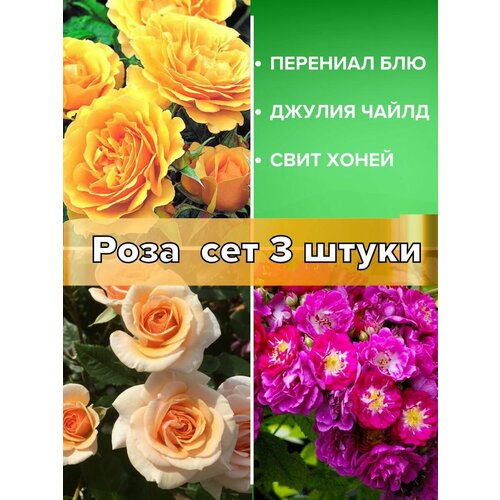 Розы саженцы, сет 3 штуки
