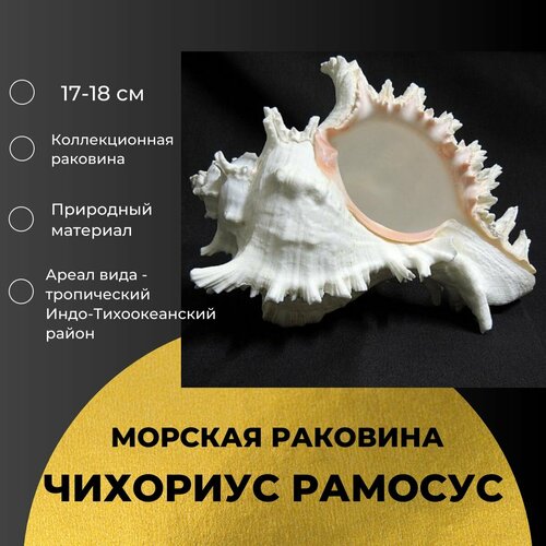 Ракушка морская Чихориус Рамосус, 17-18 см