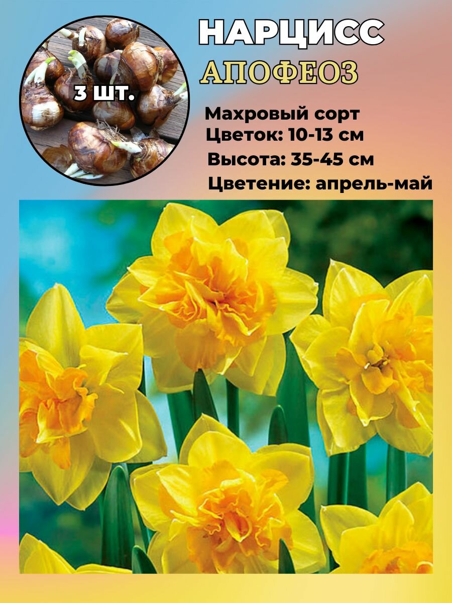 Нарцисс махровый луковицы 3 штуки