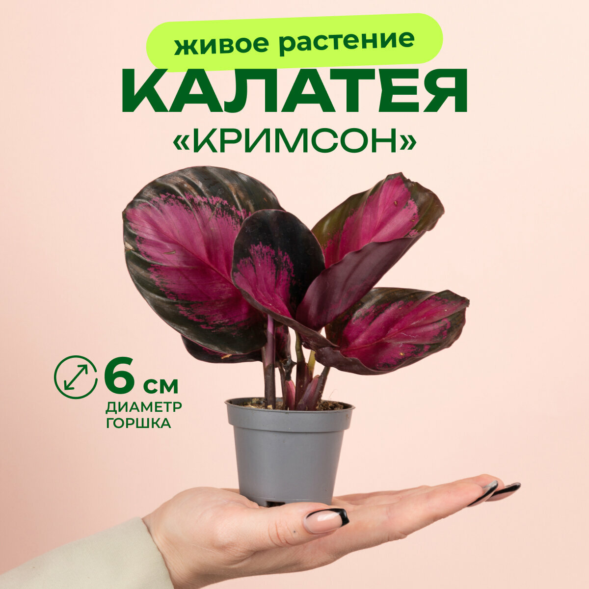 Калатея кримсон высота 15см в горшке d6см
