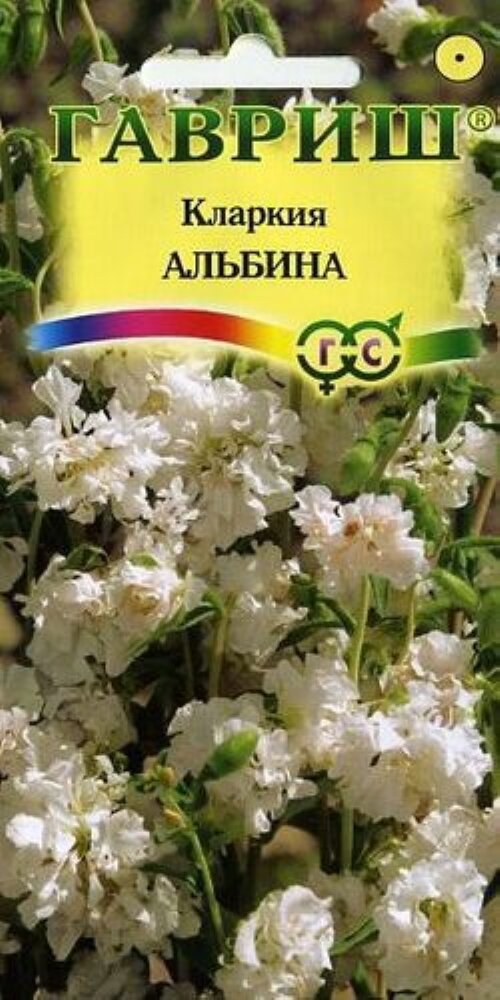 Семена Кларкия Альбина изящная 01г Одн 60см (Гавриш)