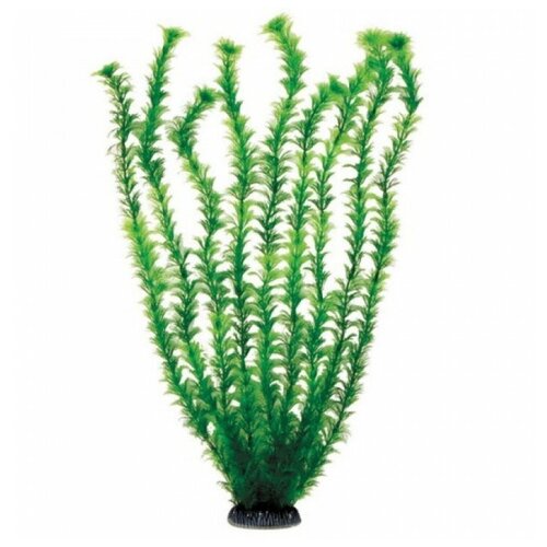 5568P Растение пласт 55см зелёное Амбулия 4