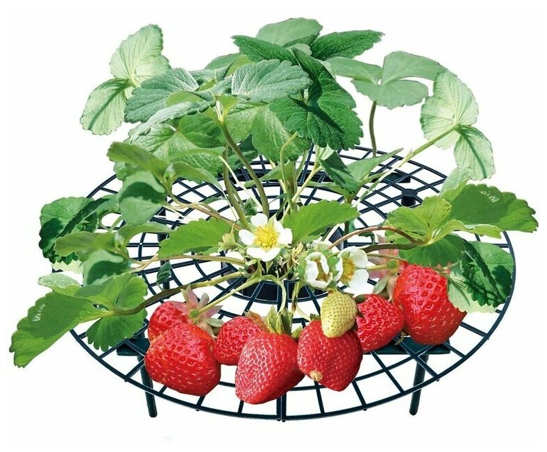 фото Садовая стойка упор для клубники, набор 5 штук