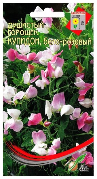 Горошек душистый Купидон, бело-розовый, 6 семян