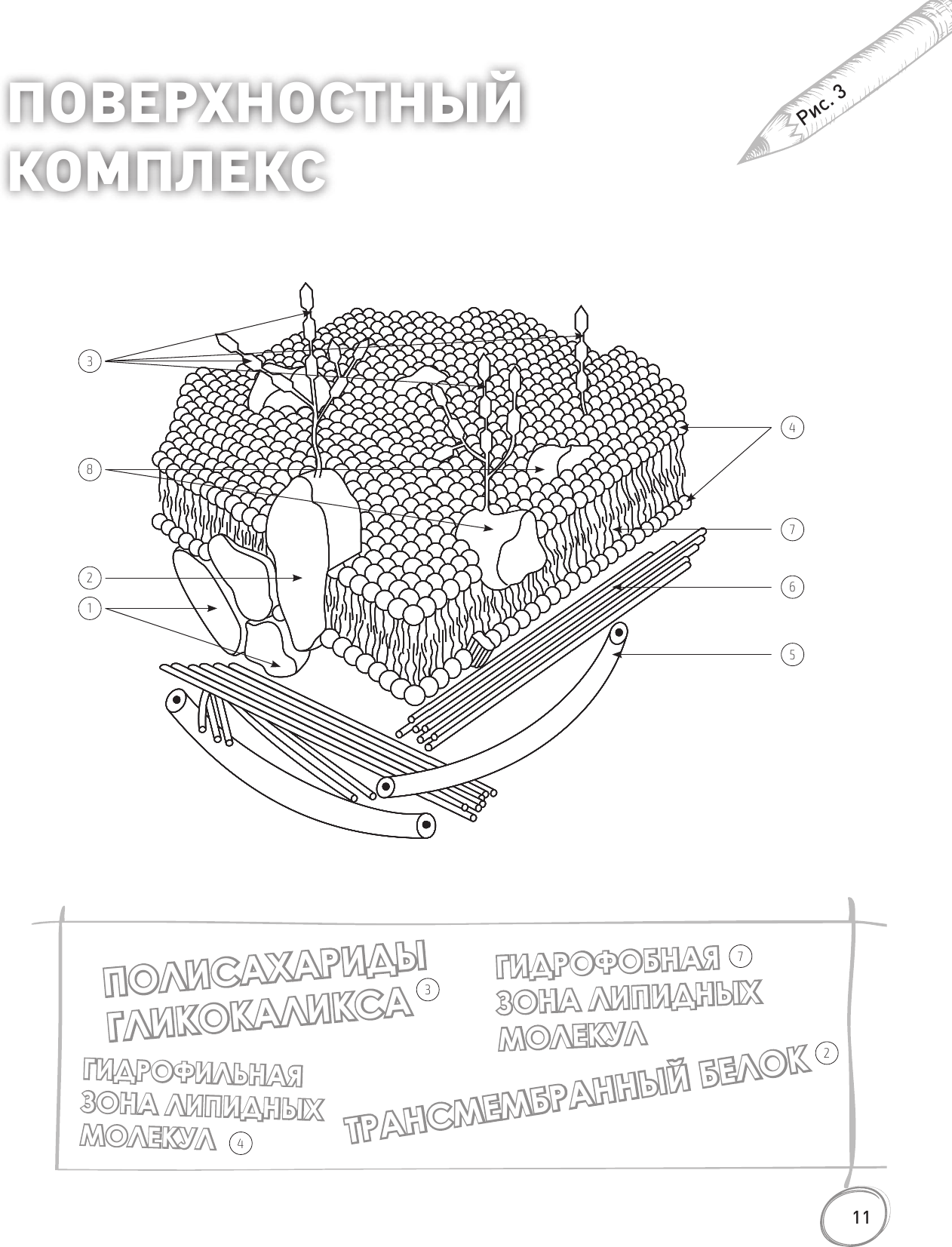 Анатомия: русско-латинский атлас-раскраска - фото №11