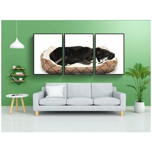 фото Модульный постер "собака, домашний питомец, кровать" 180x90 см. из 3х частей в тубусе, без рамки lotsprints