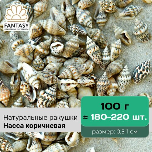 Натуральные морские ракушки FANTASY Насса коричневая, размер - 0,5-1 см, отборные, набор весом 100 г