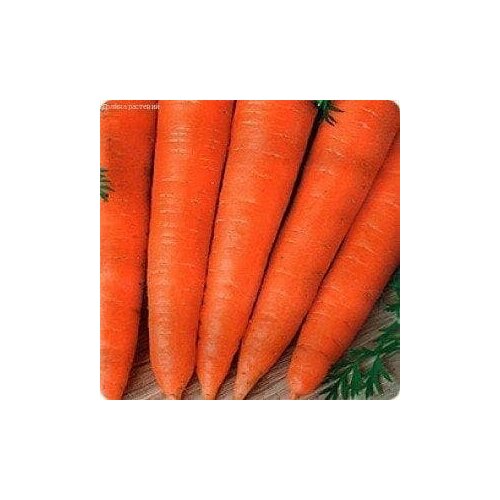 Морковь Красный великан (Роте Ризен) (семена). Гавриш. морковь красный великан роте ризен 4г позд гавриш 1 1 10 пачек семян