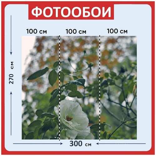 Фотообои Открытый боке зеленый 300x270 см флизелиновыена стену 3940₽