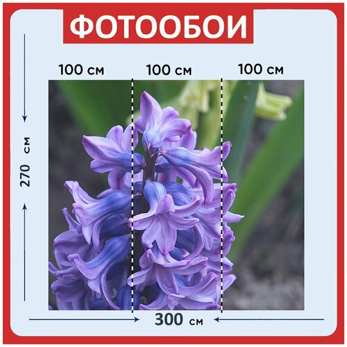 Фотообои Гиацинты фиолетовый цветы 300x270 см флизелиновыена стену 3950₽