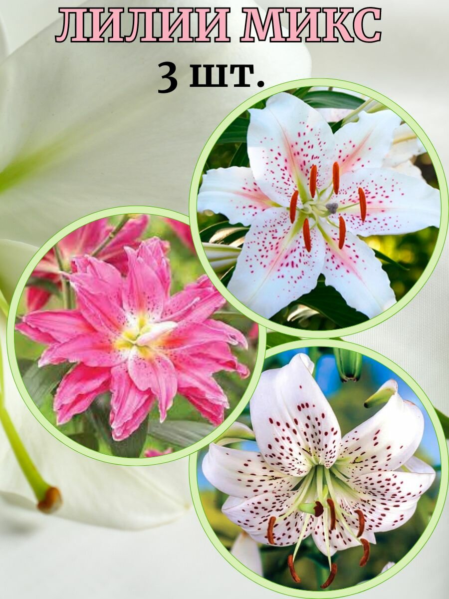 Лилии микс 3 штуки