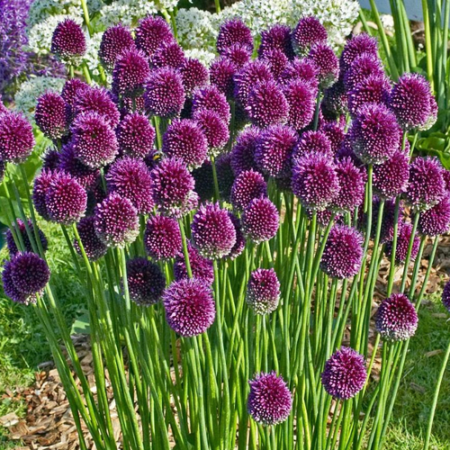 Луковицы Аллиума Сферацефалон ( 10 шт )
